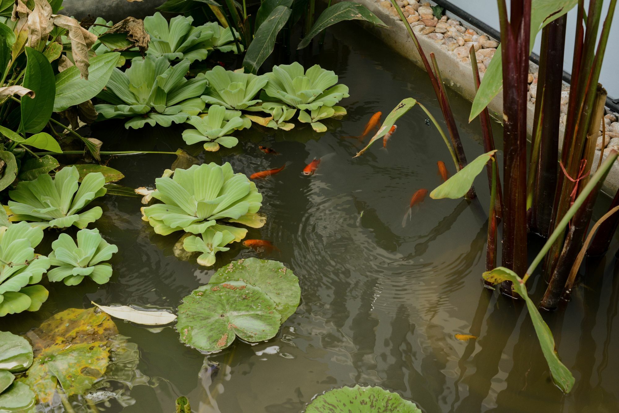 The Villa Secret Garden Siem Reap Exteriör bild